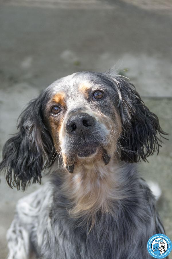GASPER: setter usato, abbandonato e dimenticato…. Foto 4